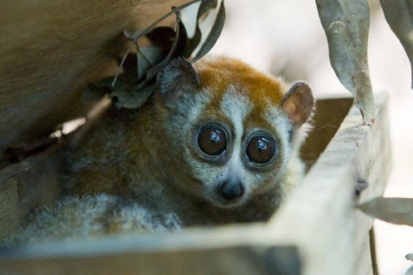 cu chi wildlife rescue station excursion